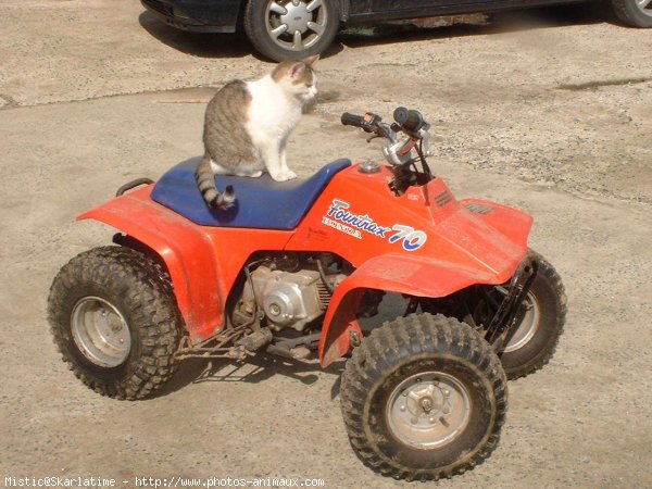 Photo de Chat domestique