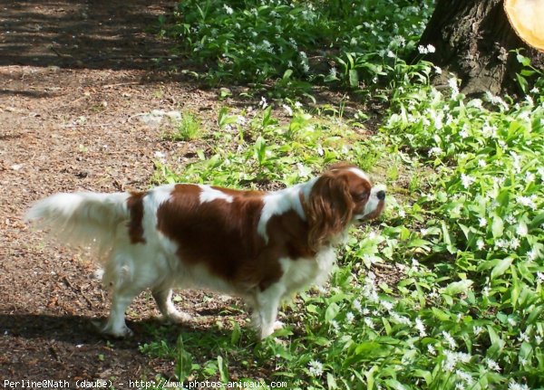 Photo de Cavalier king charles spaniel