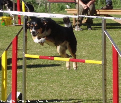 Photo de Bouvier de l'appenzell