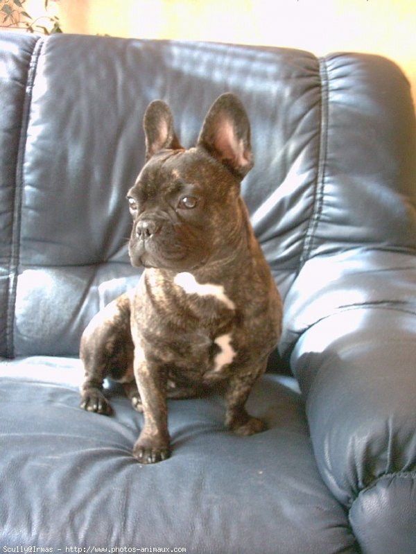 Photo de Bouledogue franais