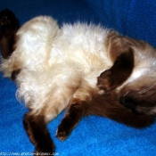 Photo de Sacr de birmanie