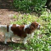 Photo de Cavalier king charles spaniel