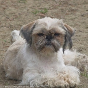 Photo de Shih tzu