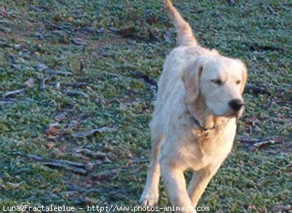 Photo de Golden retriever