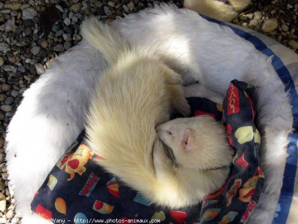 Photo de Furet