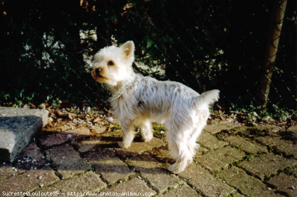 Photo de Yorkshire terrier