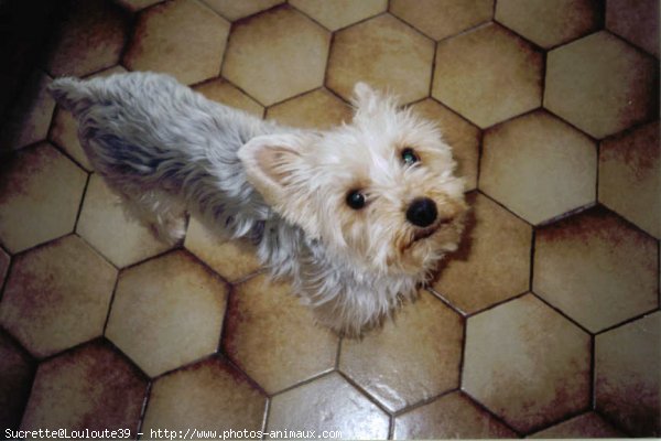 Photo de Yorkshire terrier