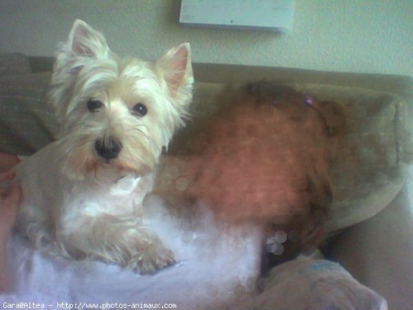 Photo de West highland white terrier