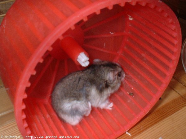 Photo de Hamster