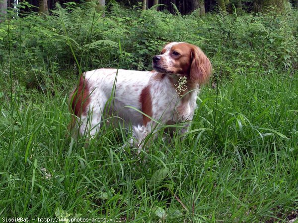 Photo d'Epagneul breton