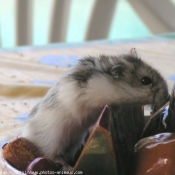 Photo de Hamster