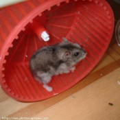 Photo de Hamster