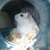 Photo de Hamster