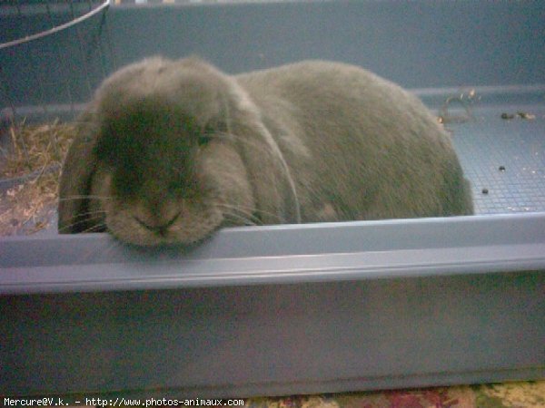 Photo de Lapin