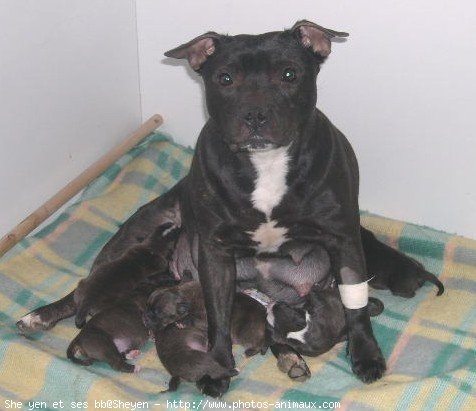 Photo de Staffordshire bull terrier