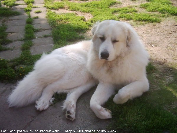 Photo de Chien de montagne des pyrnes