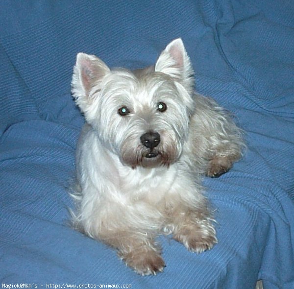 Photo de West highland white terrier