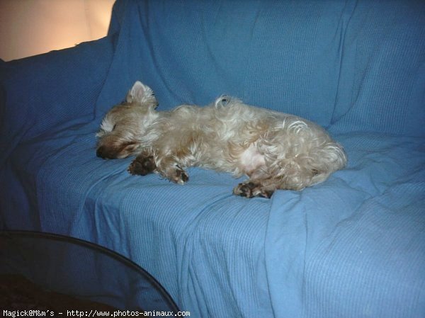 Photo de West highland white terrier