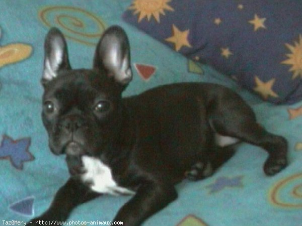 Photo de Bouledogue franais