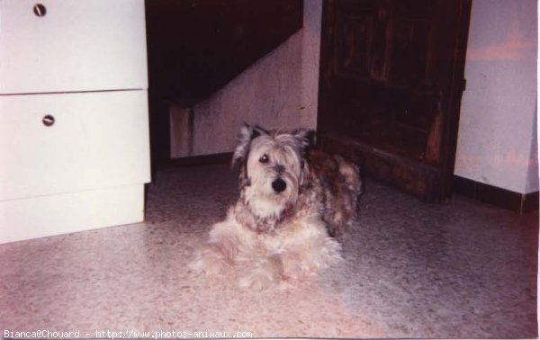 Photo de Chien de berger des pyrenes  poil long