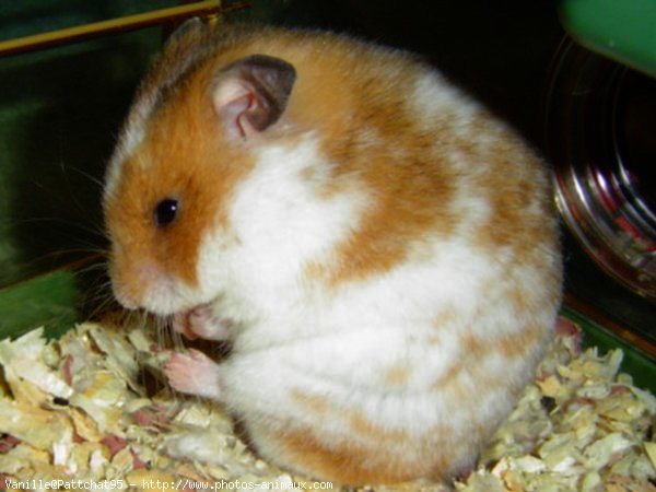 Photo de Hamster