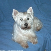 Photo de West highland white terrier