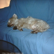 Photo de West highland white terrier