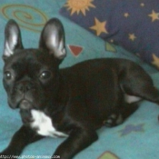 Photo de Bouledogue franais