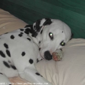 Photo de Dalmatien