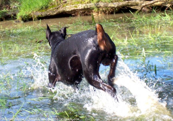 Photo de Dobermann