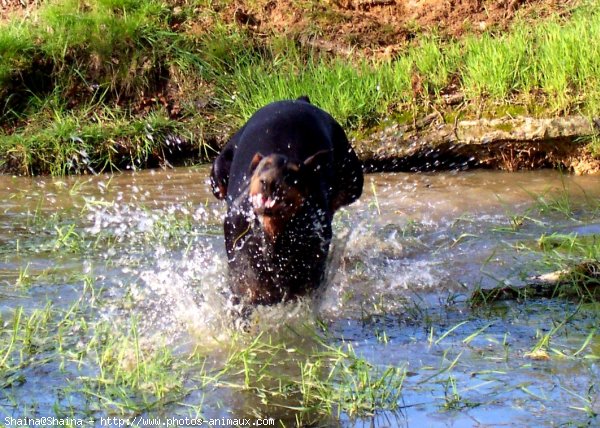 Photo de Dobermann