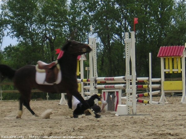 Photo de Poney franais de selle