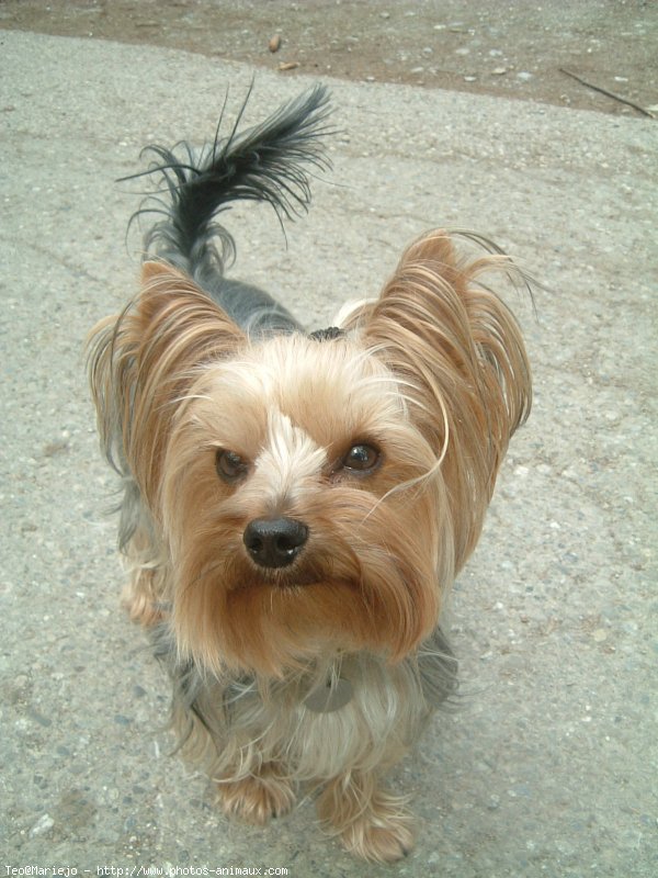 Photo de Yorkshire terrier