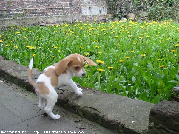 Photo de Beagle