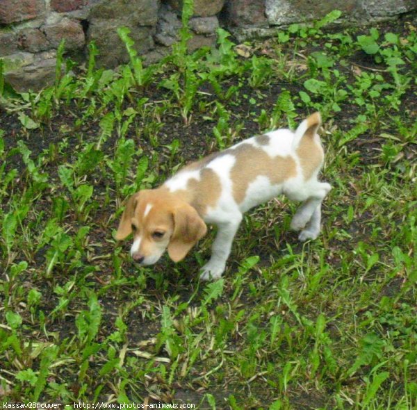 Photo de Beagle