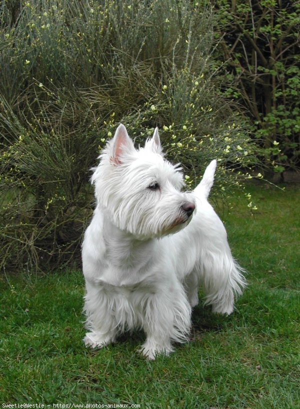 Photo de West highland white terrier