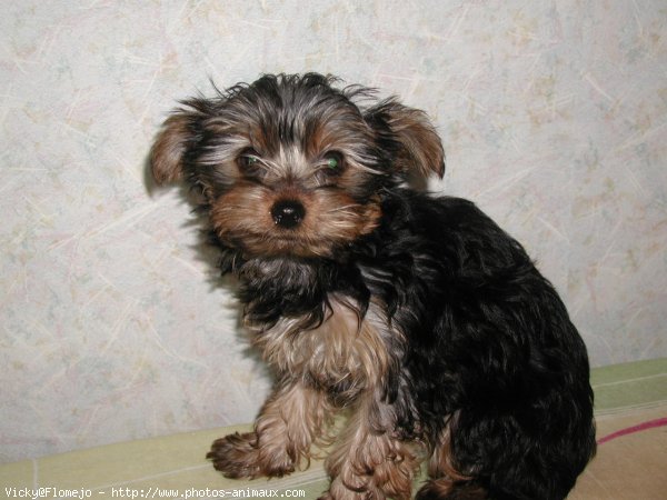 Photo de Yorkshire terrier