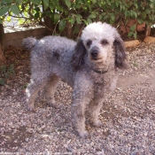 Photo de Caniche moyen