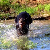 Photo de Dobermann