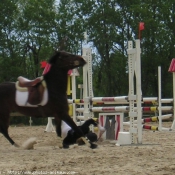 Photo de Poney franais de selle