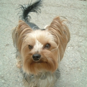 Photo de Yorkshire terrier