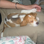 Photo de Beagle