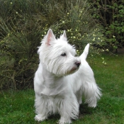 Photo de West highland white terrier