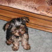 Photo de Yorkshire terrier