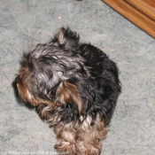 Photo de Yorkshire terrier