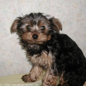 Photo de Yorkshire terrier