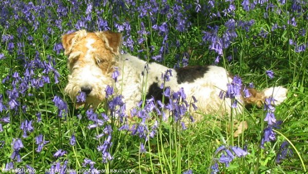 Photo de Fox terrier  poil dur