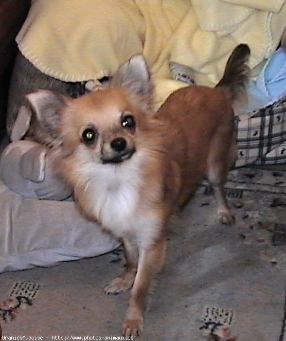 Photo de Chihuahua  poil court