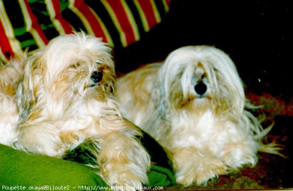 Photo de Shih tzu