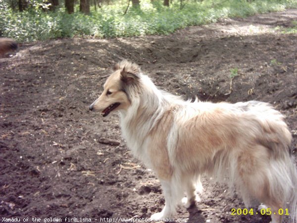 Photo de Chien de berger des shetland